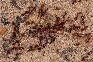 formiche del fuoco adulte foto