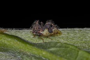 Treehopper adulto che imita le formiche