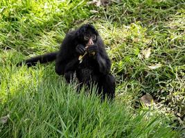 scimmia ragno nera dalla faccia nera foto