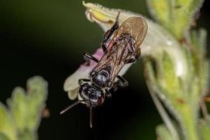 femmina adulta ape senza pungiglione del genere trigona su un fiore