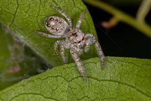 piccolo ragno saltatore maschio foto