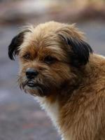 cane domestico marrone foto