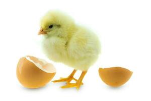 pollo che si schiude da un uovo e guscio d'uovo su sfondo bianco foto