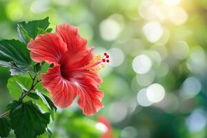 ai generato rosso ibisco fiore su un' verde sfondo. nel il tropicale giardino. foto