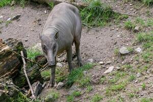 babirusa celebrità in via di estinzione animale specie. femmina buru bairusa foto