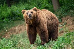 kamchatka Marrone orso. Marrone pelliccia cappotto, Pericolo e aggressivo animale. grande mammifero a partire dal Russia. foto