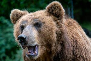 ritratto di Marrone orso. kamchatka Marrone orso. grande mammifero a partire dal Russia. foto