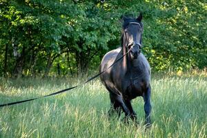 nero frisone cavallo corre galoppo nel erba. frisone cavallo in esecuzione su cavezza. foto