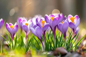 ai generato bellissimo crochi nel primavera volta. foto