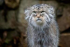 manul o quello di Pallade gatto, Otocolobus manuale, carino selvaggio gatto a partire dal Asia. foto