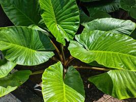 grande verde le foglie a partire dal tropicale impianti. foto