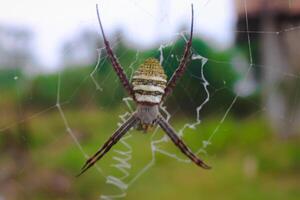 argiope appensa è un' specie di ragno nel il famiglia araneidae. Questo specie è anche parte di il genere argiope e il ordine araneae. macro animale fotografie. foto