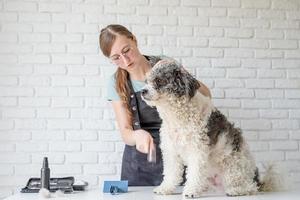 donna sorridente toelettatura bichon frise cane in salon foto