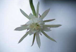 fiore di cactus a lisca di pesce foto