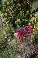 Scatole piene di uva nella vendemmia, ribeira sacra, Galizia, Spagna foto