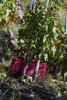 Scatole piene di uva nella vendemmia, ribeira sacra, Galizia, Spagna foto