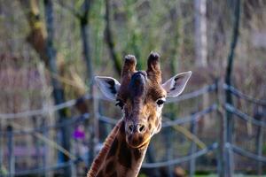 un' giraffa guardare a il telecamera foto