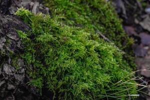 avvicinamento di verde muschio su il terra nel un' foresta foto