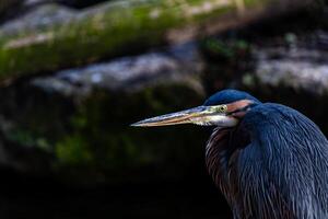 un' uccello con lungo becco e giallo occhi foto