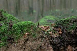 avvicinamento di verde muschio su il terra nel un' foresta foto