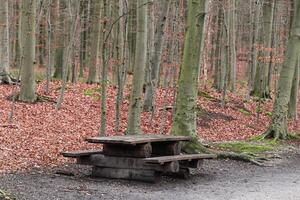 all'aperto di legno picnic tavolo nel un' foresta nel autunno foto
