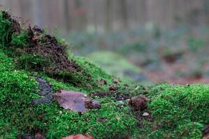 avvicinamento di verde muschio su il terra nel un' foresta foto