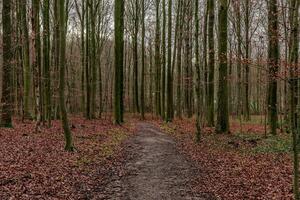 panoramico Visualizza di un' sentiero nel un' foresta su un autunno giorno foto