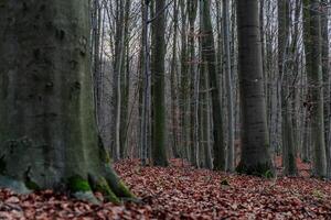 panoramico Visualizza di un' sentiero nel un' foresta su un autunno giorno foto