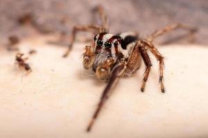 ragno pantropicale maschio che salta