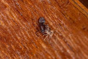 piccolo ragno sputatore marrone foto