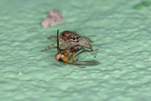 ragno saltatore dal muro grigio che preda una mosca dalle gambe lunghe