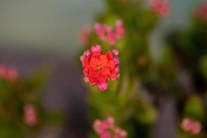 katy fiammeggiante fiore rosso foto