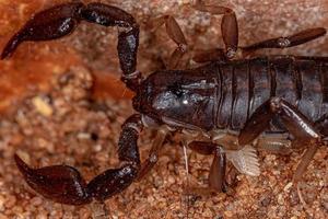 scorpione nero adulto foto