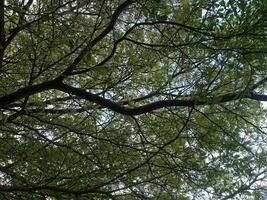 foglia nel albero foto