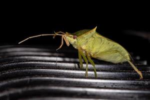 cimice puzzolente verde foto