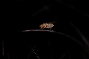 piccola mosca in vista macro foto