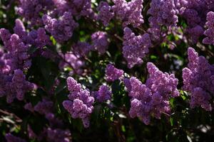 rami di abbondantemente fioritura lillà nel primavera. foto