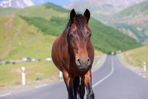 un' cavallo passeggiate lungo il strada contro il fondale di un' montagnoso la zona. foto