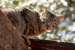 faccia di gatto domestico foto