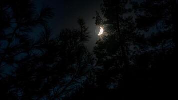 Luna nel notte cielo, sagome di alberi foto