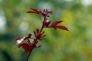 ibisco sabdariffa è un' erbaceo pianta. esso ha di grandi dimensioni, giallo pallido fiori con un' rosso centro. il sepali siamo rosso e acido. ha nutritivo valore e è Usato per rendere bevande e dolce Alimenti. foto