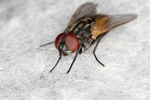 mosca domestica adulta foto