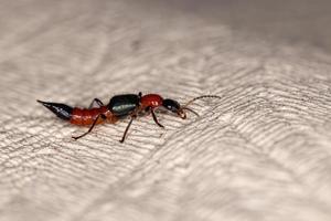 scarabeo rosso del colpo di frusta foto