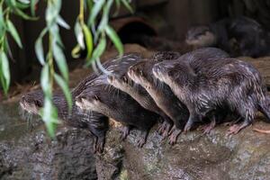 gruppo di orientale piccoli artigli lontra, anche conosciuto come il asiatico piccoli artigli lontra. foto