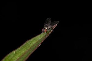 mosca acaliptrata adulta foto