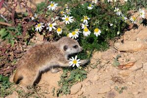 giovane suricata e camomilla. curioso meerkat foto