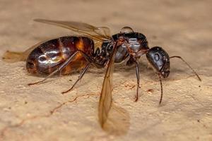 formica regina carpentiere femmina adulta foto
