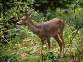 capriolo cervo nel foresta, capreolus capreolo. selvaggio capriolo cervo nel natura. foto