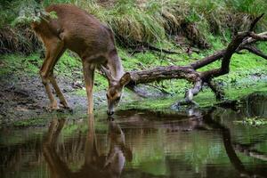 capriolo cervo nel foresta, capreolus capreolo. selvaggio capriolo cervo potabile acqua a partire dal il stagno foto