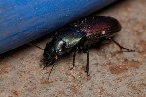scarabeo adulto foto